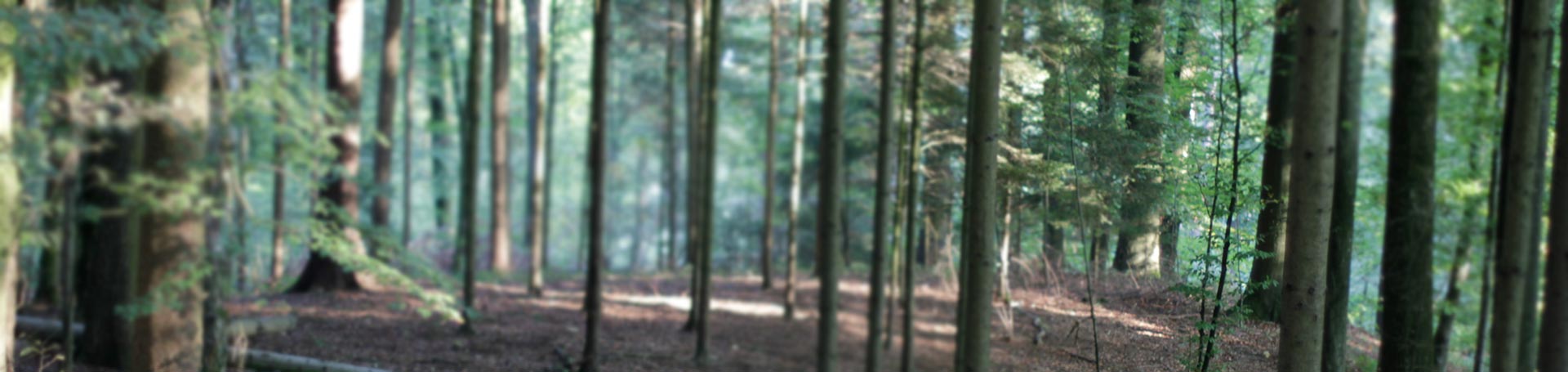 Profiforest